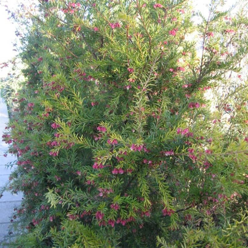 Grevillea  rosmarinifolia Rosa Jenkinsii (Port)
