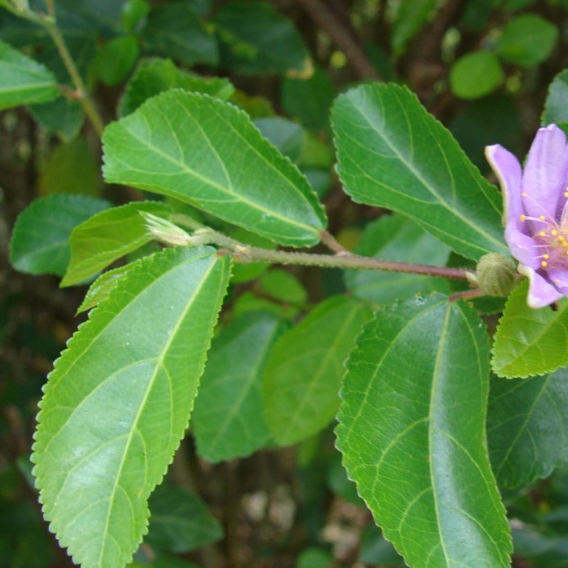 Grewia occidentalis (Feuillage)
