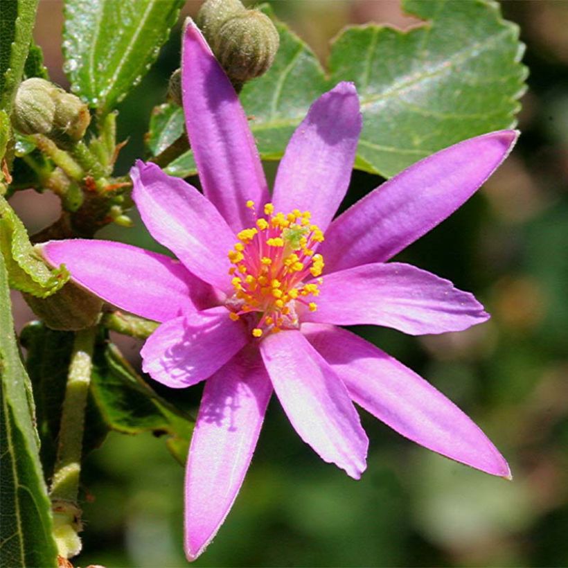 Grewia occidentalis (Floraison)