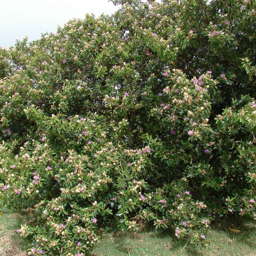 Grewia occidentalis (Port)