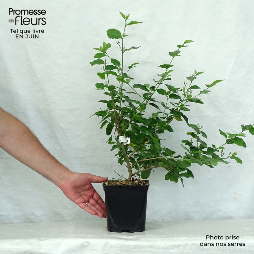 Spécimen de Grewia occidentalis Pot de 3L/4L tel que livré en été