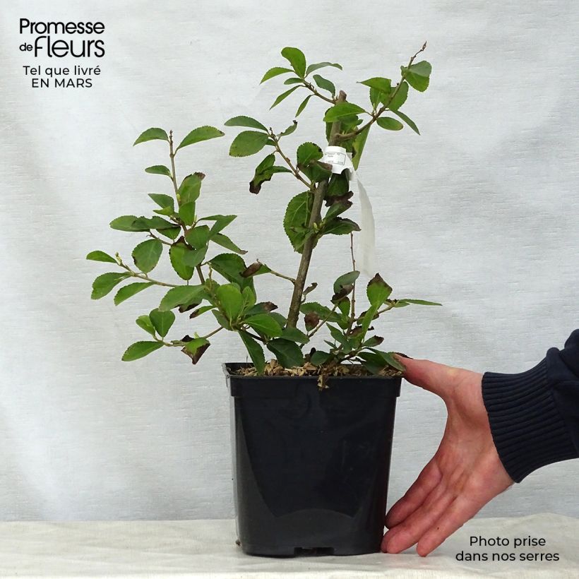 Spécimen de Grewia occidentalis Pot de 3L/4L tel que livré au printemps