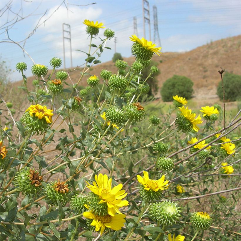 Grindelia camporum (Floraison)