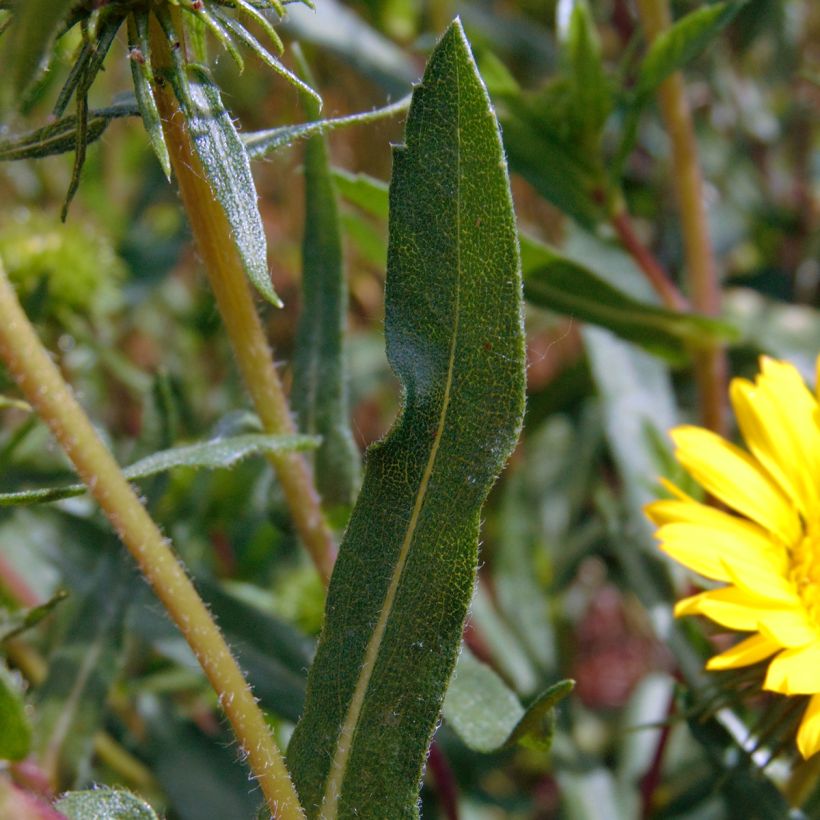 Grindelia camporum (Feuillage)