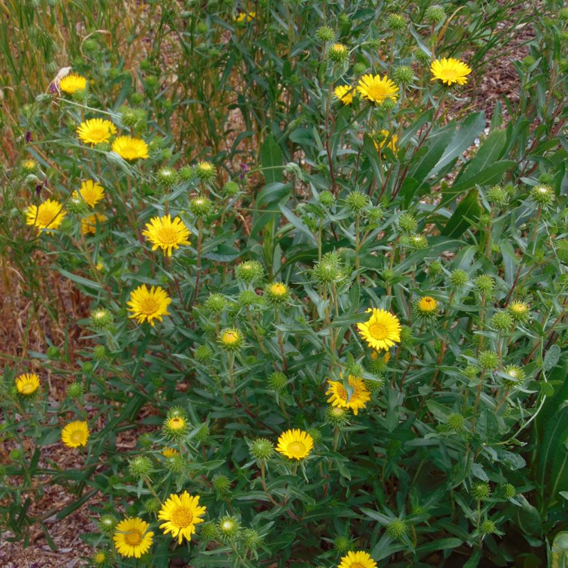 Grindelia camporum (Port)