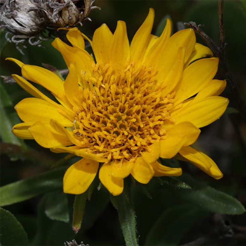 Grindelia integrifolia (Floraison)