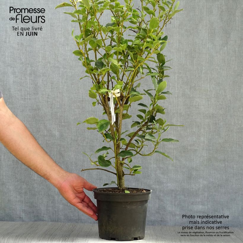 Spécimen de Griselinia littoralis Bantry Bay - Griselinie du littoral  Pot de 3L/4L tel que livré en été