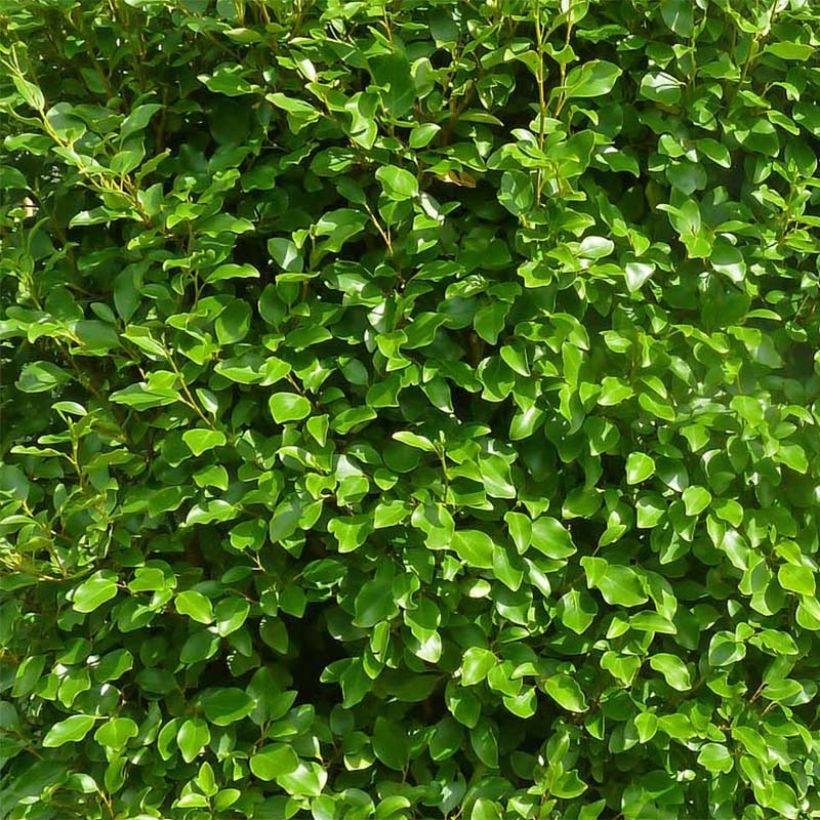 Griselinia littoralis Green Horizon (Feuillage)