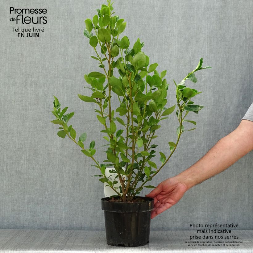 Spécimen de Griselinia littoralis Green Horizon Pot de 2L/3L tel que livré en été