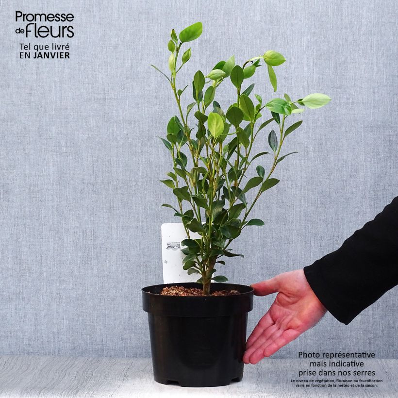 Spécimen de Griselinia littoralis Green Horizon tel que livré en hiver