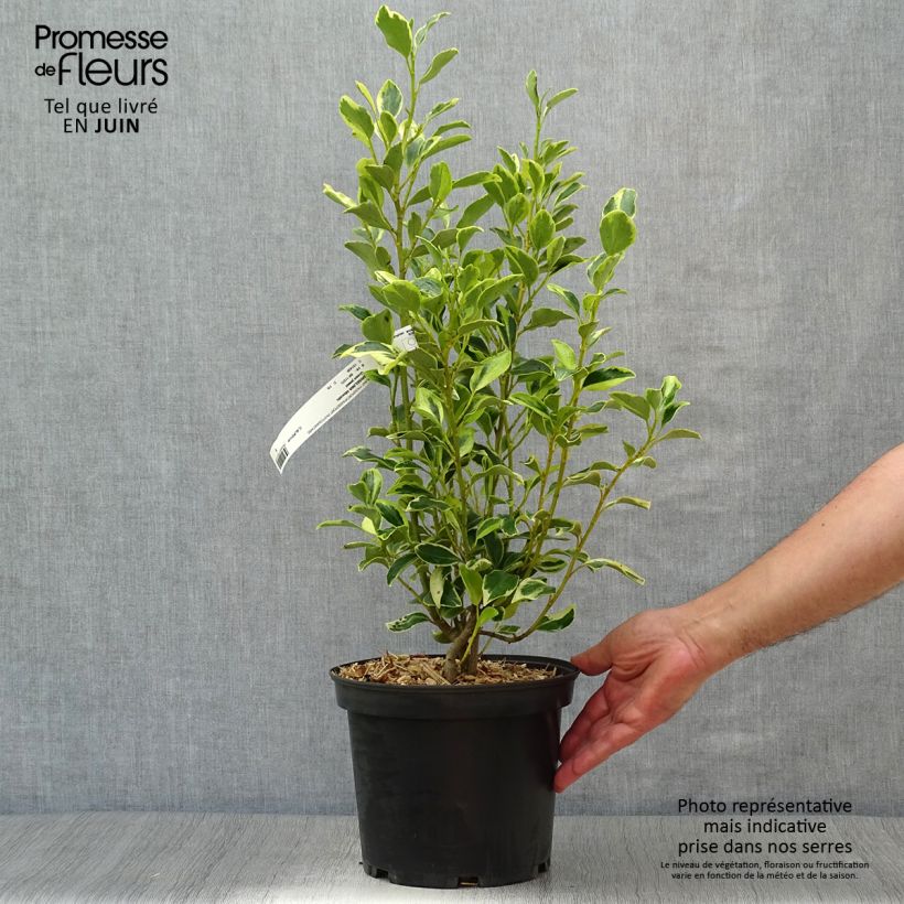 Spécimen de Griselinia littoralis Green Jewel - Griseline du littoral Pot de 4L tel que livré en été