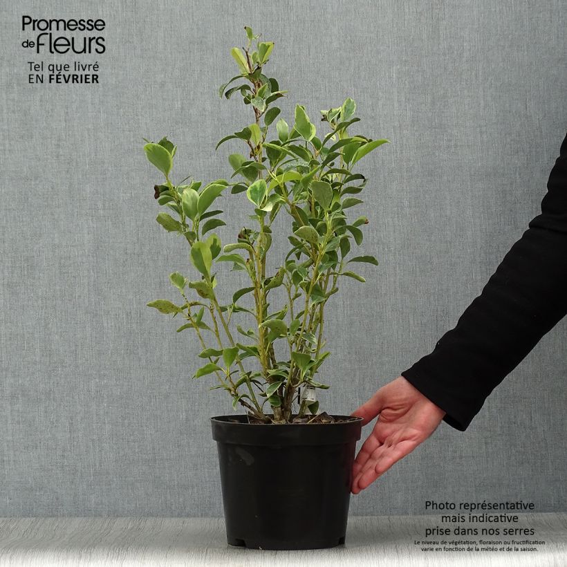Spécimen de Griselinia littoralis Green Jewel - Griseline du littoral Pot de 4L tel que livré en hiver