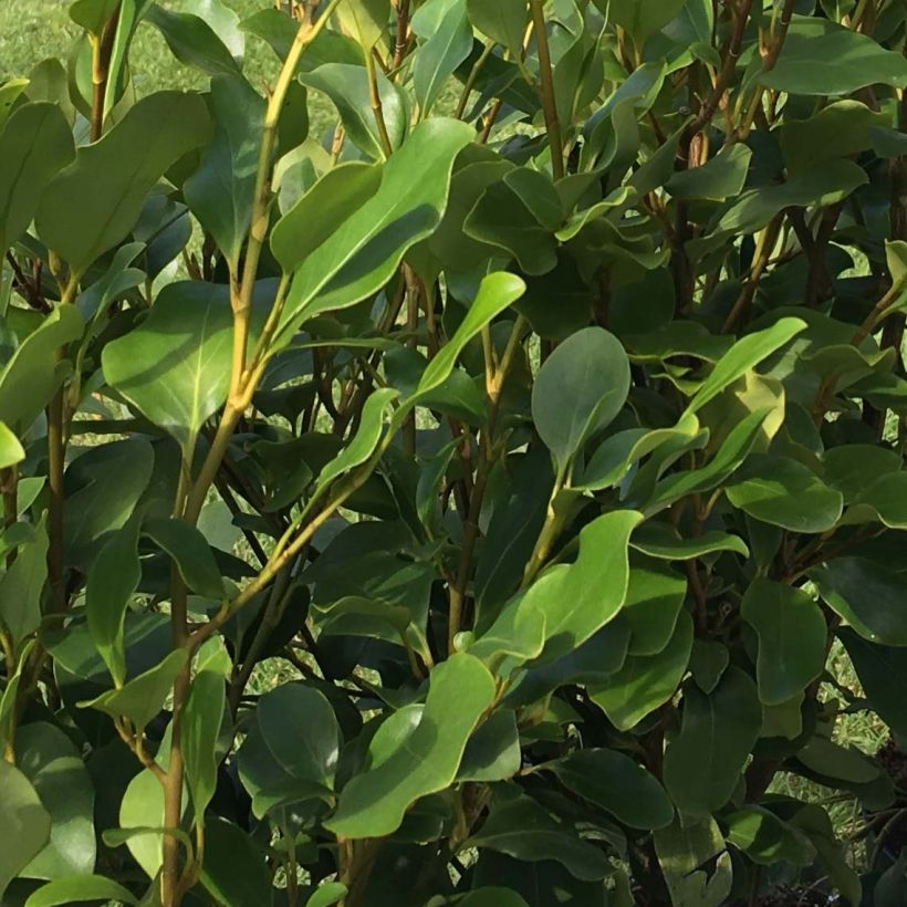 Griselinia littoralis Redge (Feuillage)