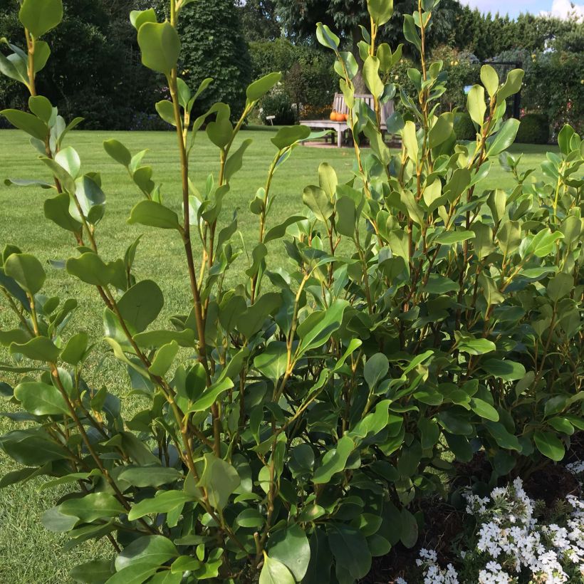 Griselinia littoralis Redge (Port)