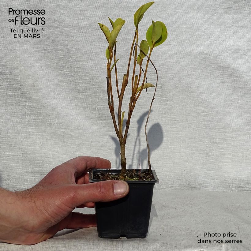 Spécimen de Griselinia littoralis en godet de 9cm tel que livré au printemps
