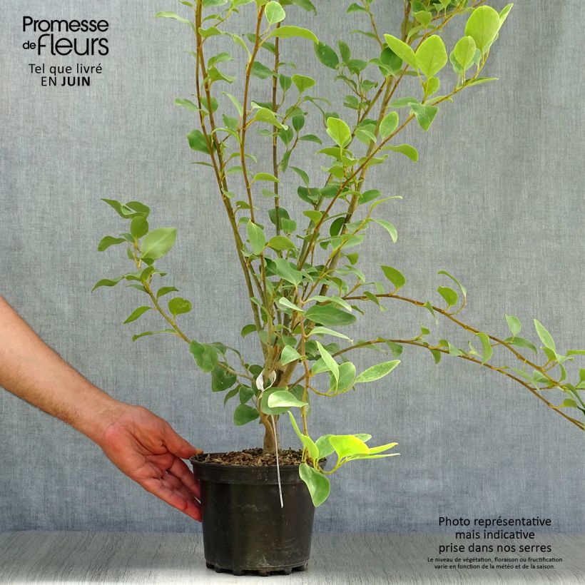 Spécimen de Griselinia littoralis Pot de 2L/3L tel que livré en été