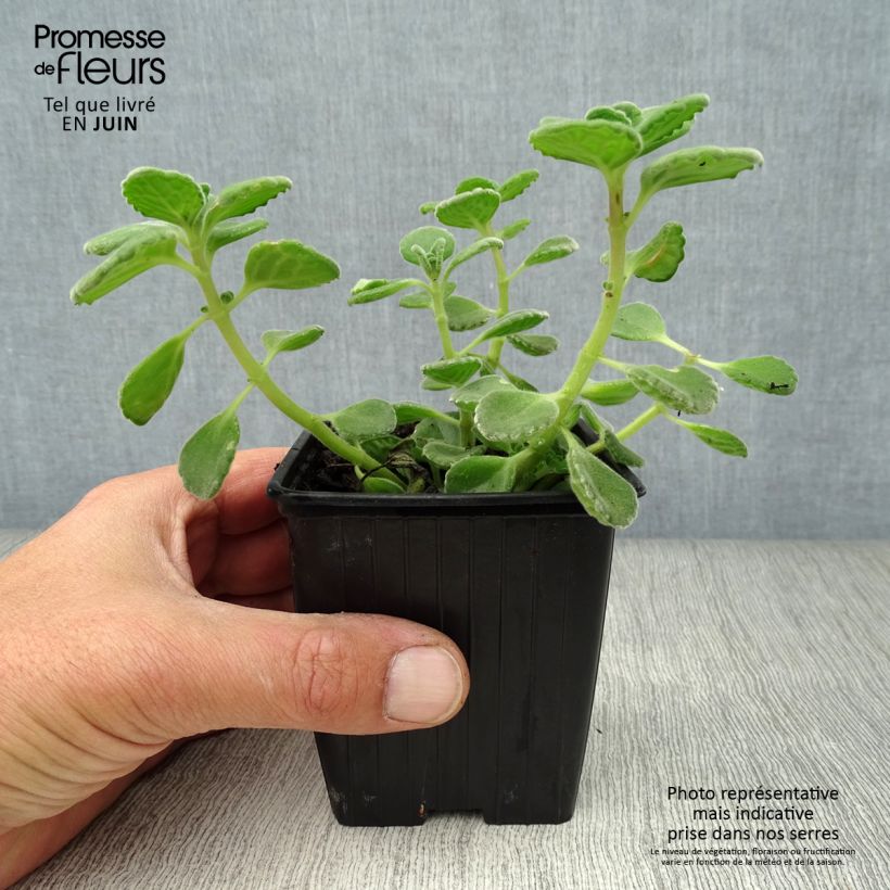 Spécimen de Gros thym antillais - Plectranthus amboinicus Godet de 8/9 cm tel que livré en été