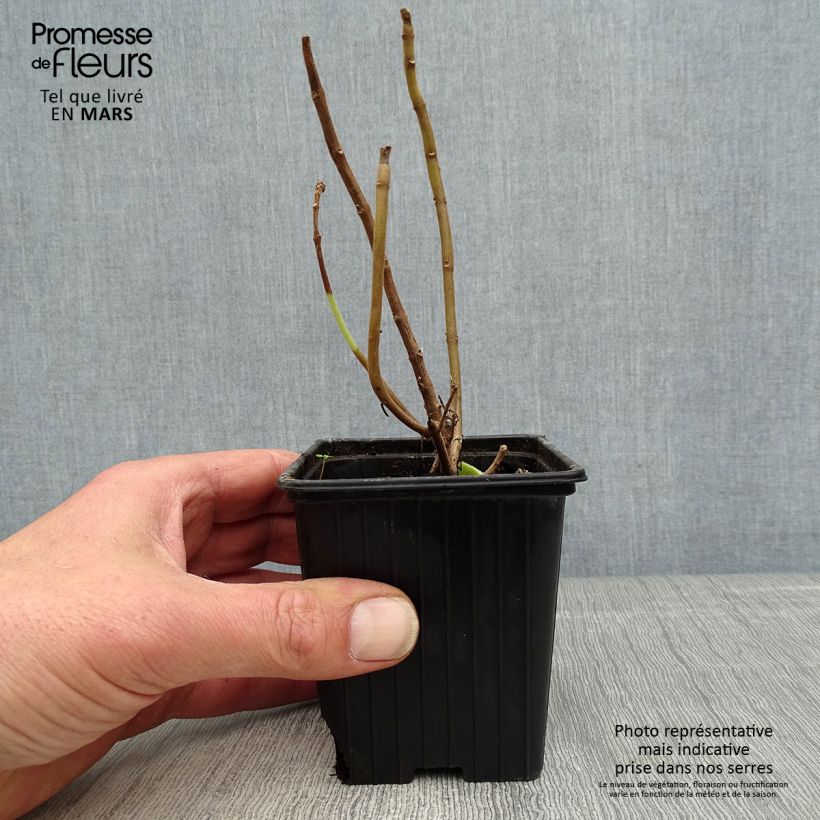 Spécimen de Gros thym antillais - Plectranthus amboinicus  BIO Godet de 8 cm tel que livré au printemps