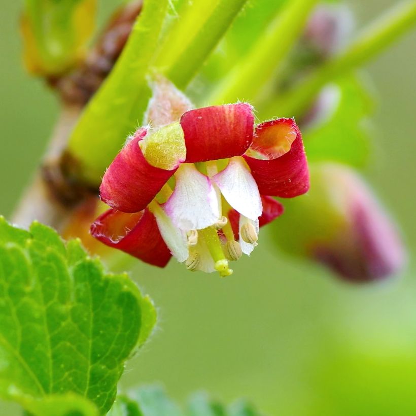 Casseiller Jostaberry - Ribes x nidigrolaria (Floraison)
