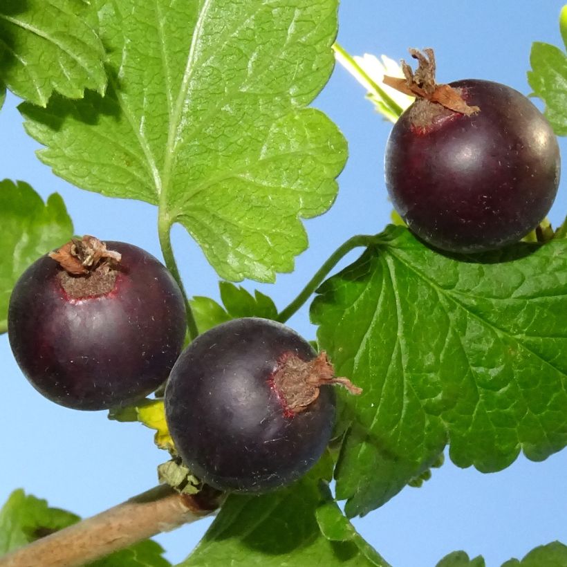 Casseiller Jostaberry - Ribes x nidigrolaria (Récolte)