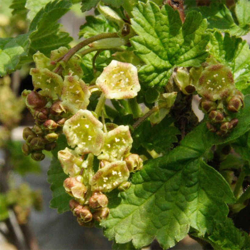 Groseillier à grappes Hollande blanche (Floraison)