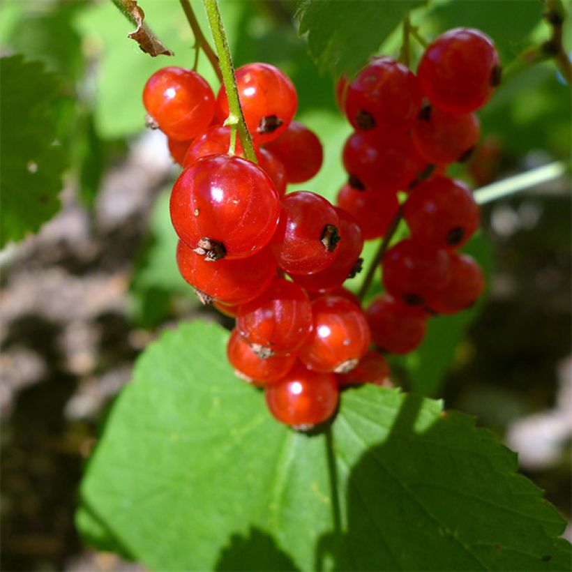 Groseillier à grappes Jonkheer van Tets (Récolte)