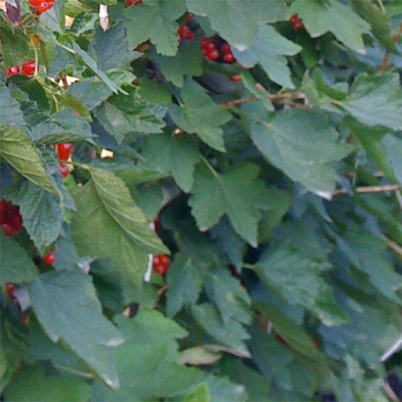 Groseillier à grappes Rovada (Feuillage)