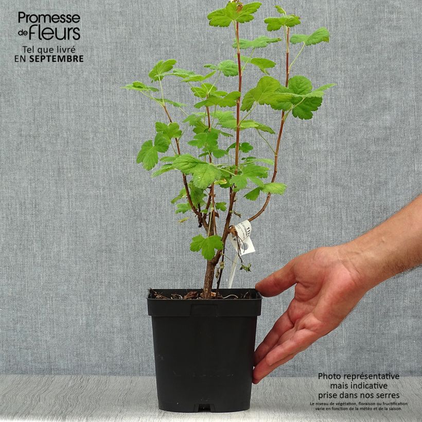 Spécimen de Groseillier à fleurs - Ribes sanguineum Red Bross Pot de 2L/3L tel que livré en automne