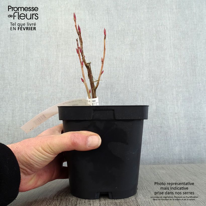 Spécimen de Groseillier à fleurs - Ribes sanguineum Red Bross tel que livré en hiver