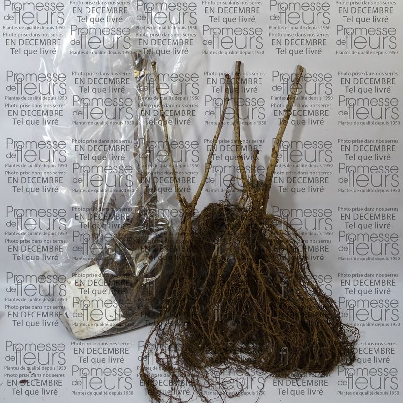 Exemple de spécimen de Groseillier à grappes blanches Blanka Petites Racines nuesHauteur livrée env. 20/30cm tel que livré