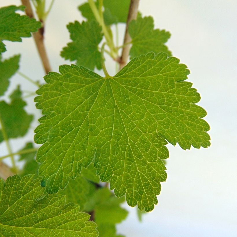 Groseillier à grappes Gloire des Sablons rose (Feuillage)