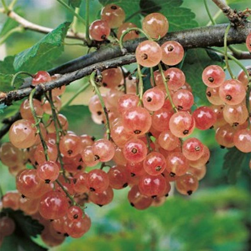 Groseillier à grappes Gloire des Sablons rose (Récolte)