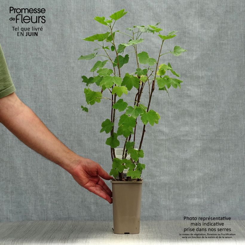Spécimen de Groseillier à grappes Gloire des Sablons rose Pot de 1L/1,5L, Buisson tel que livré en été