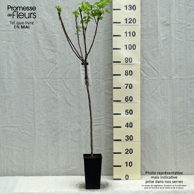 Spécimen de Groseillier à grappes Jonkheer van Tets - Tige de 90cm tel que livré au printemps