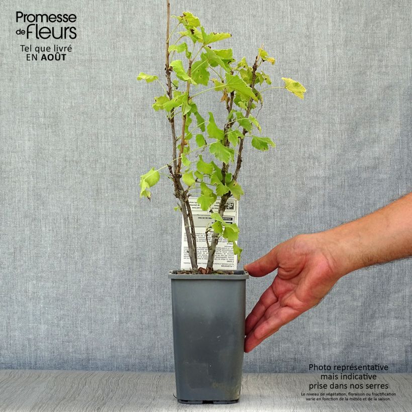 Spécimen de Groseillier à grappes London Market Bio Pot de 1,5L/2L, Buisson tel que livré en été