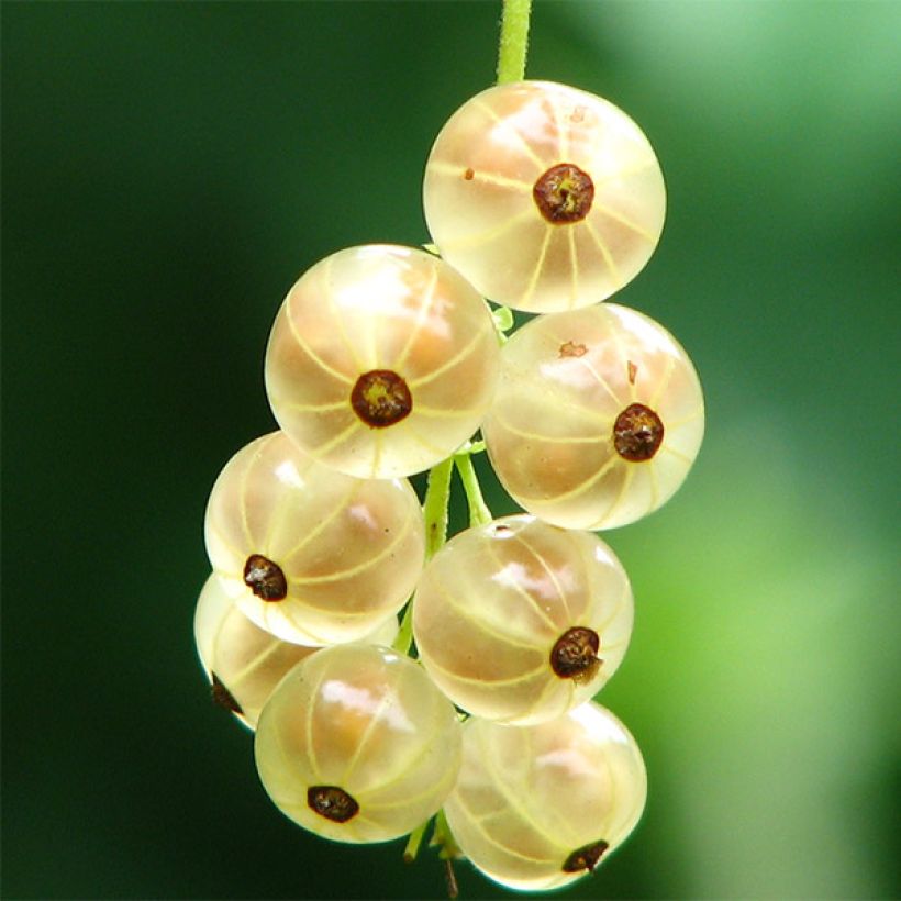 Groseillier à grappes Versaillaise blanche (Récolte)