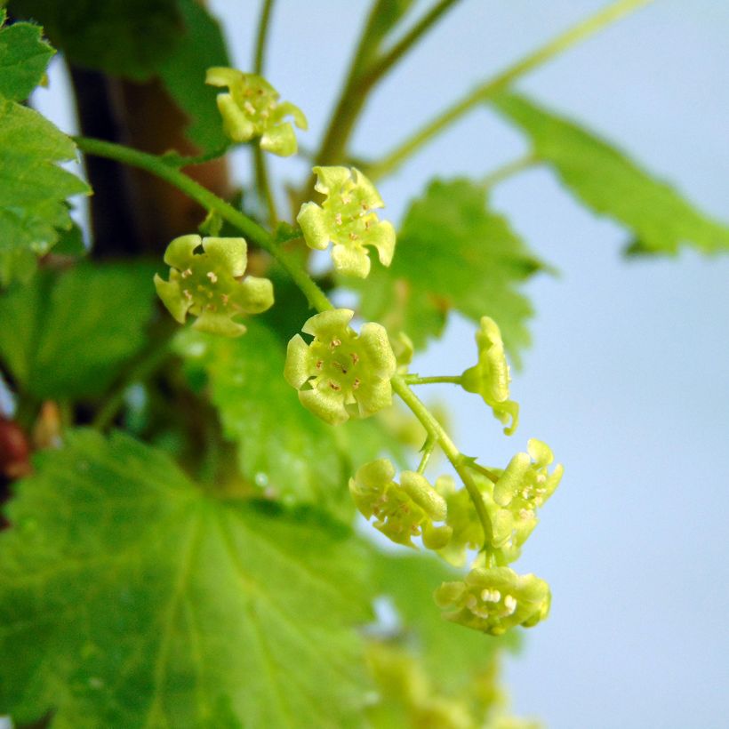 Groseillier à grappes Versaillaise blanche (Floraison)