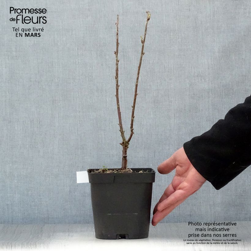Spécimen de Groseillier à grappes Versaillaise blanche - Pot de 2L tel que livré au printemps