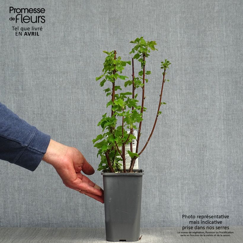 Spécimen de Groseillier à grappes blanches Blanka Bio Pot de 1,5L/2L tel que livré au printemps