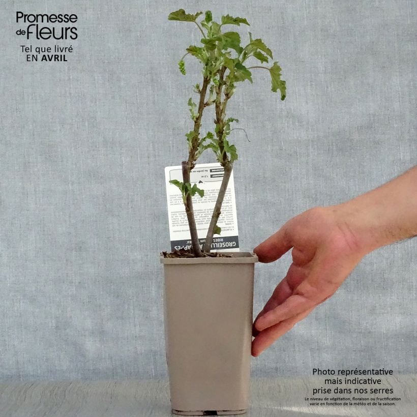 Spécimen de Groseillier à grappes blanches Blanka - Pot de 1,5L tel que livré au printemps