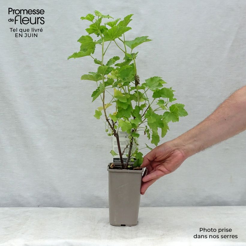 Spécimen de Groseillier à grappes blanches Blanka Pot de 1L/1,5L, Buisson tel que livré en été