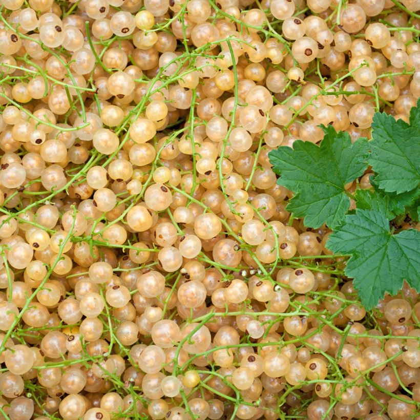 Groseillier à grappes blanches Werdavia - Ribes rubrum (Récolte)