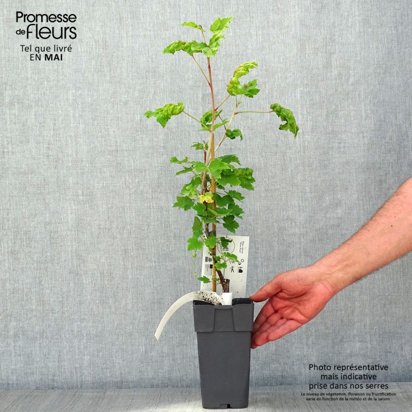 Spécimen de Groseillier à grappes blanches Witte Parel ou White Pearl - Ribes rubrum en Pot de 2L/3L tel que livré au printemps
