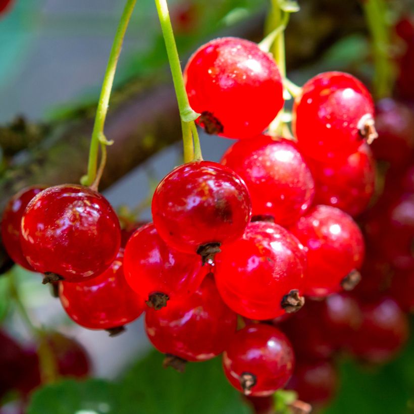 Groseillier à grappes rouges Delbard Giganta - Ribes rubrum (Récolte)