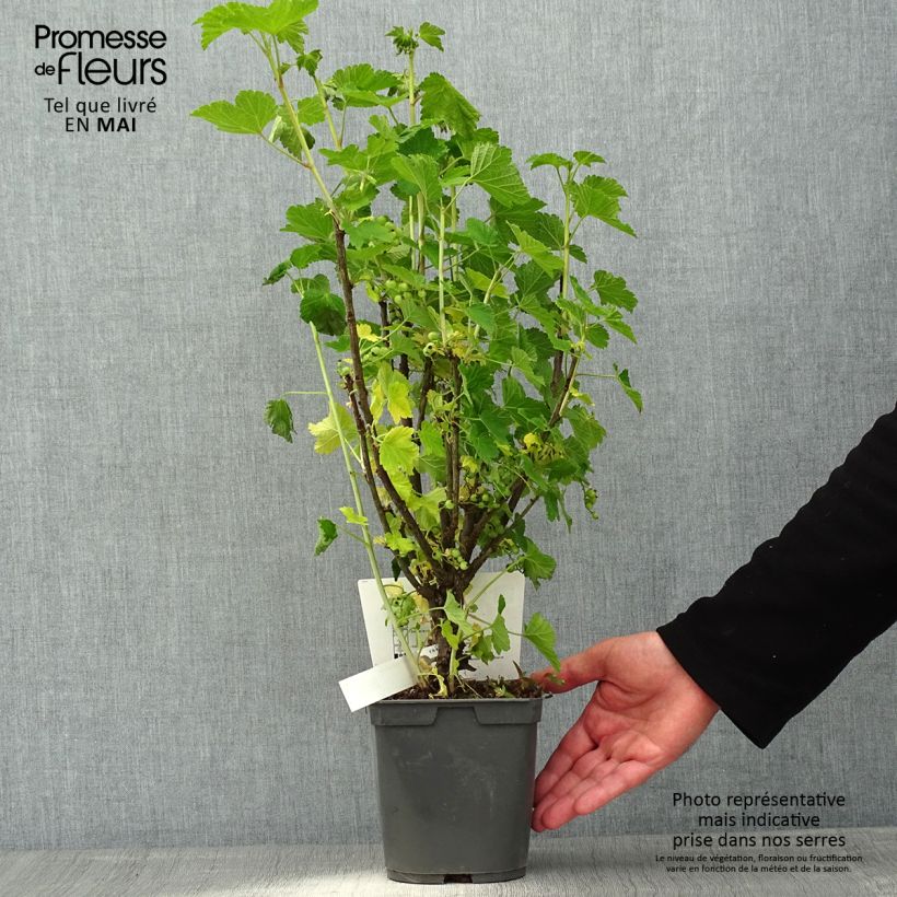 Spécimen de Groseillier à grappes rouges Delbard Giganta - Ribes rubrum en pot de 2l/3l tel que livré au printemps