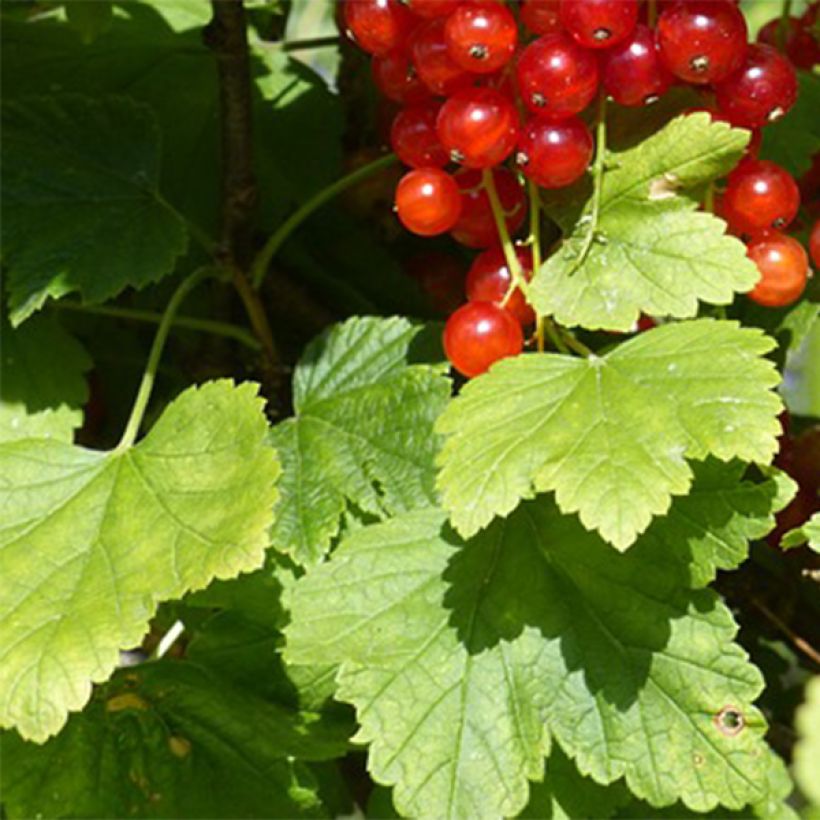 Groseillier à grappes Junifer  (Feuillage)