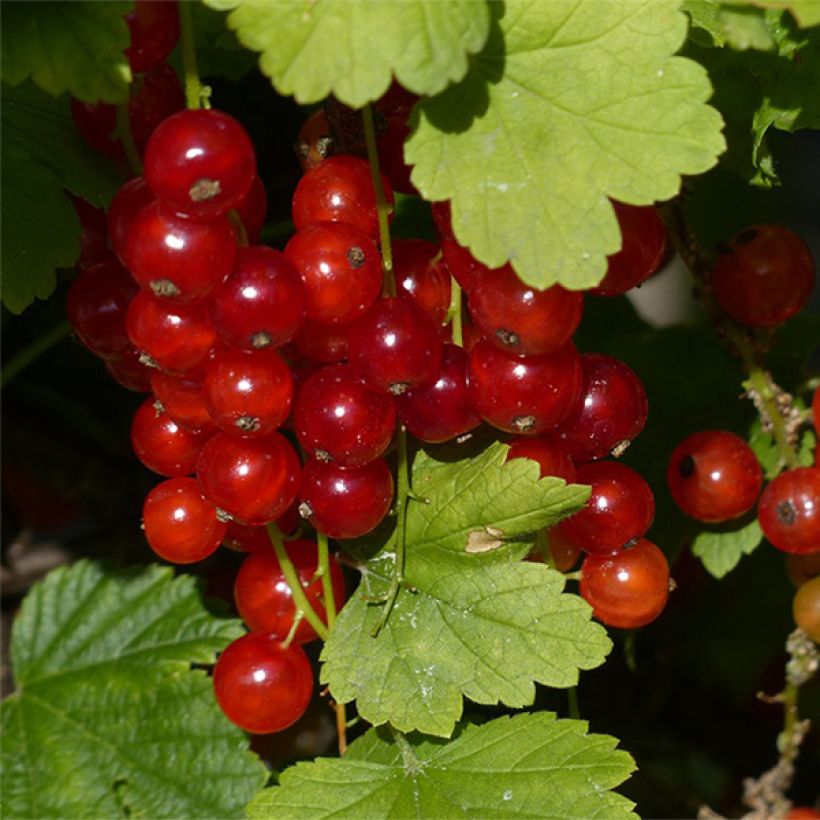 Groseillier à grappes Junifer  (Récolte)