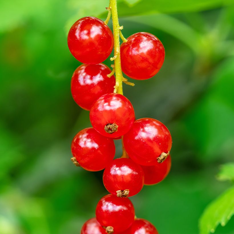 Groseillier à grappes rouges - Ribes rubrum (Récolte)