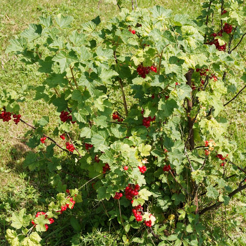 Groseillier à grappes rouges - Ribes rubrum (Port)