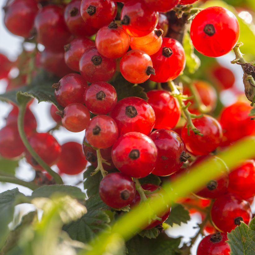 Groseillier à grappes rouges Versaillaise - Ribes rubrum (Récolte)